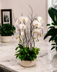 Orchid Dish Garden - Green Fresh Florals + Plants