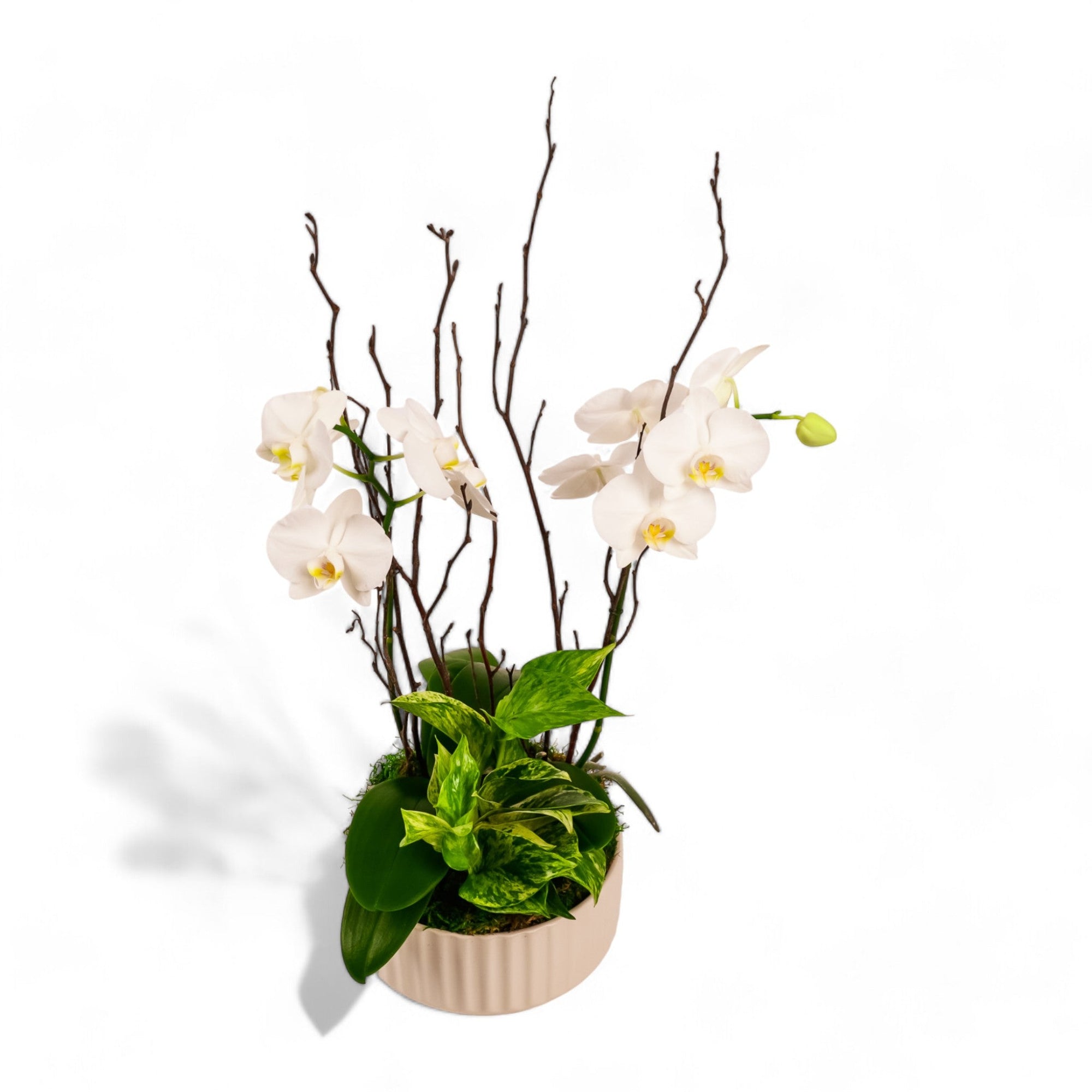 Orchid Dish Garden - Green Fresh Florals + Plants