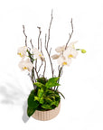 Orchid Dish Garden - Green Fresh Florals + Plants