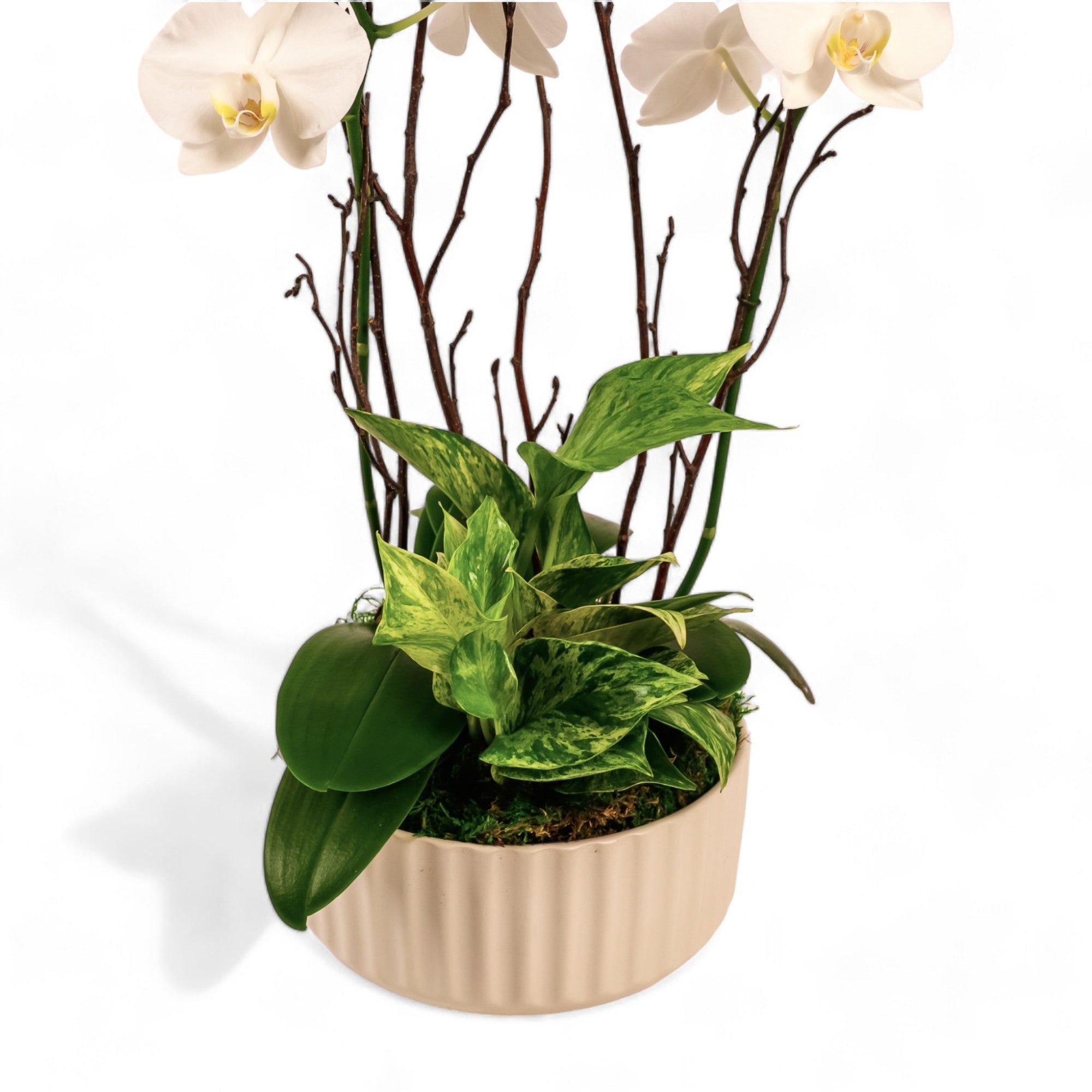 Orchid Dish Garden - Green Fresh Florals + Plants