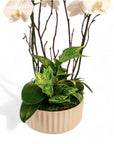 Orchid Dish Garden - Green Fresh Florals + Plants