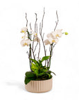 Orchid Dish Garden - Green Fresh Florals + Plants