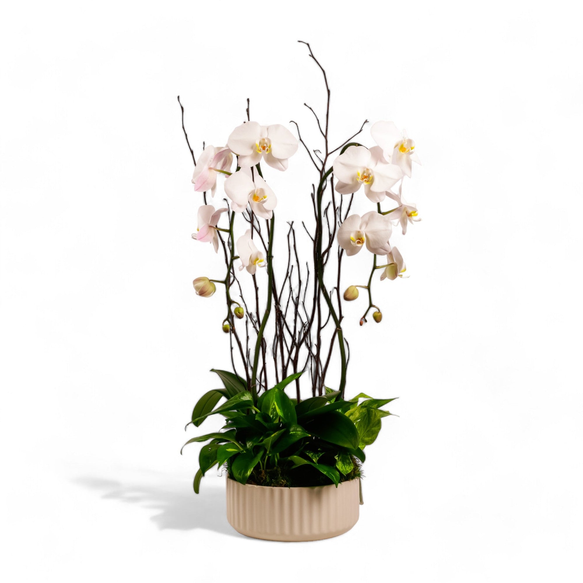 Orchid Dish Garden - Green Fresh Florals + Plants