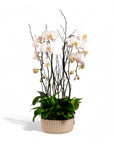 Orchid Dish Garden - Green Fresh Florals + Plants