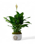 Peace Lily Planting - Green Fresh Florals + Plants