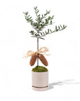 Peaceful Olive Gemstone Planting - Green Fresh Florals + Plants