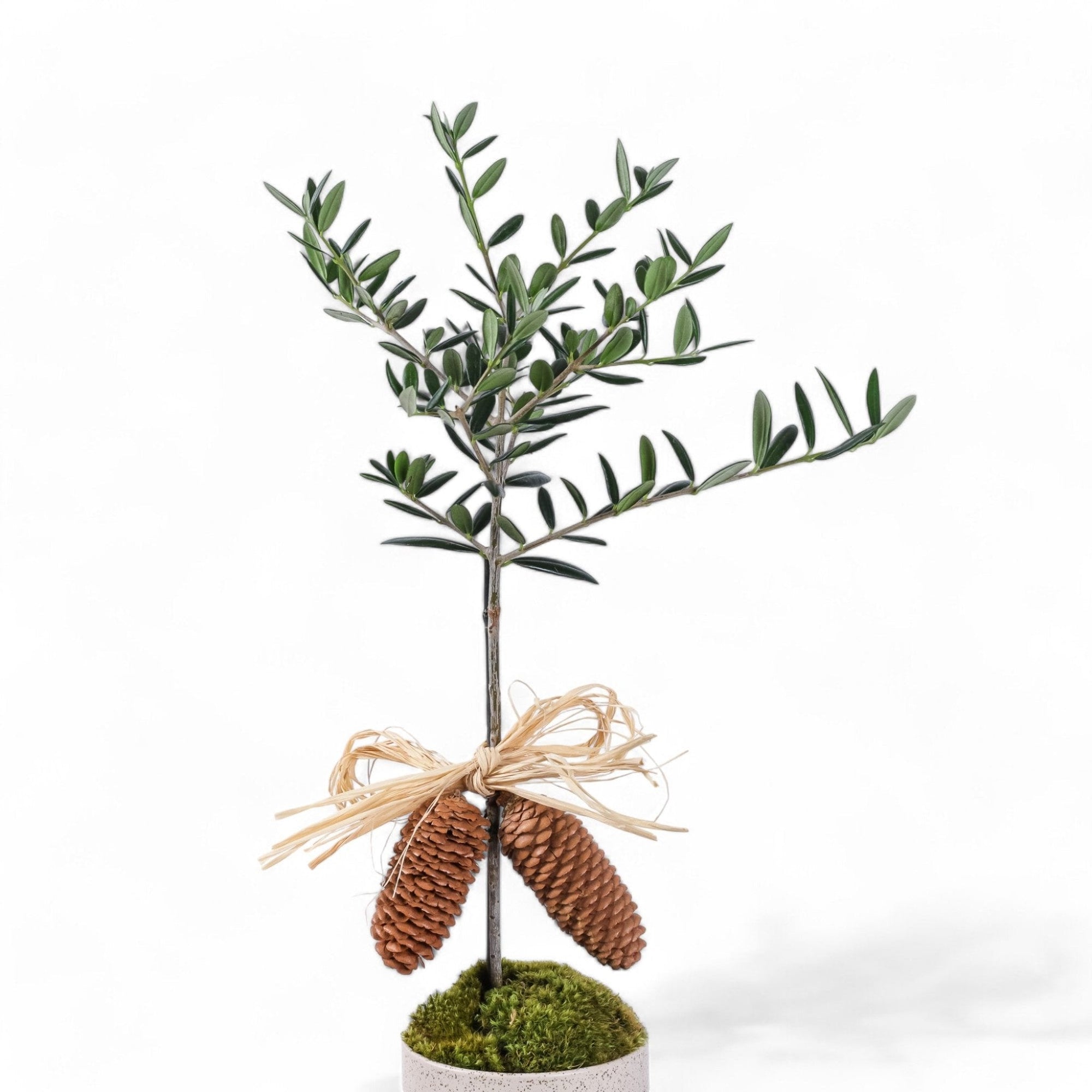 Peaceful Olive Gemstone Planting - Green Fresh Florals + Plants