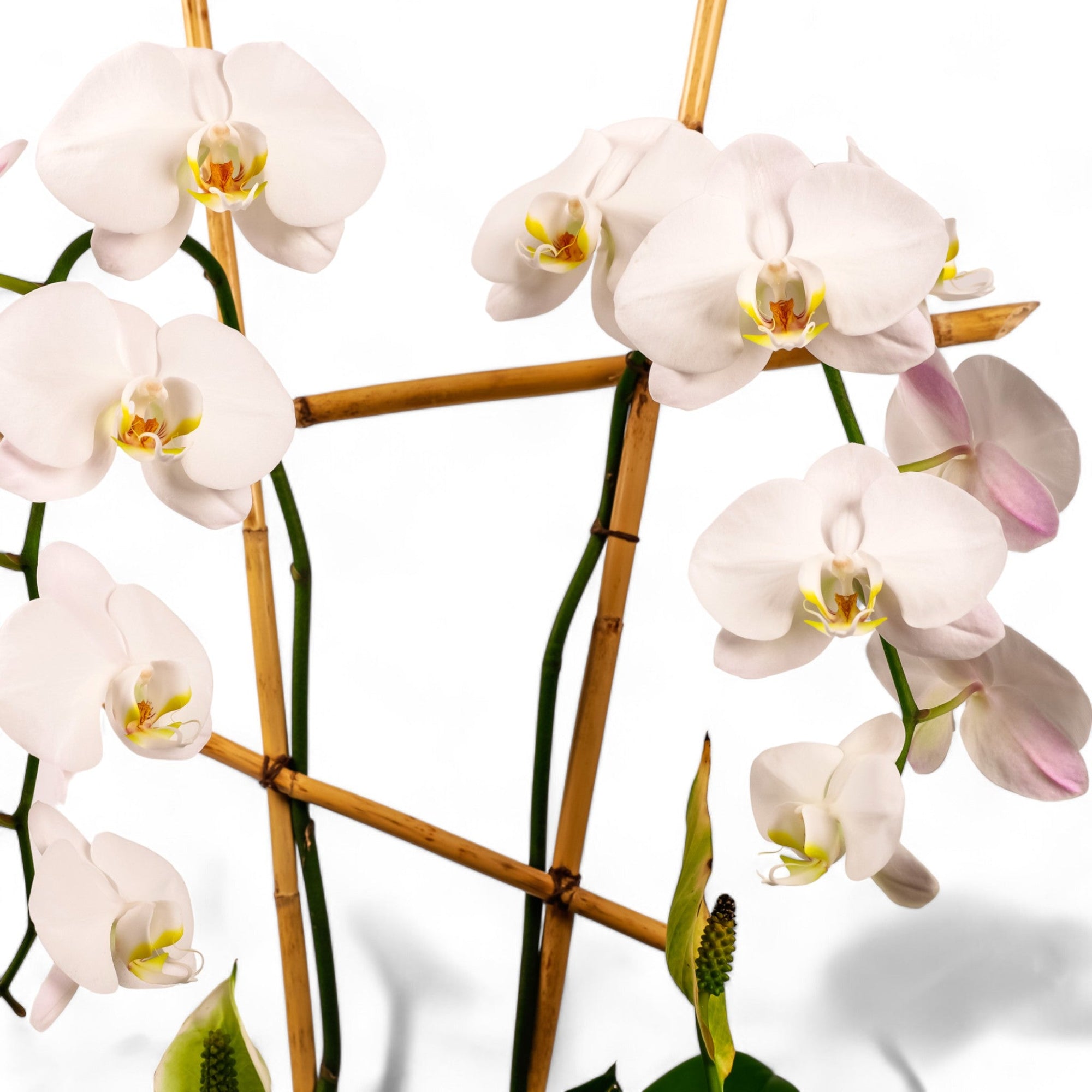 Peaceful Orchid Planting - Green Fresh Florals + Plants