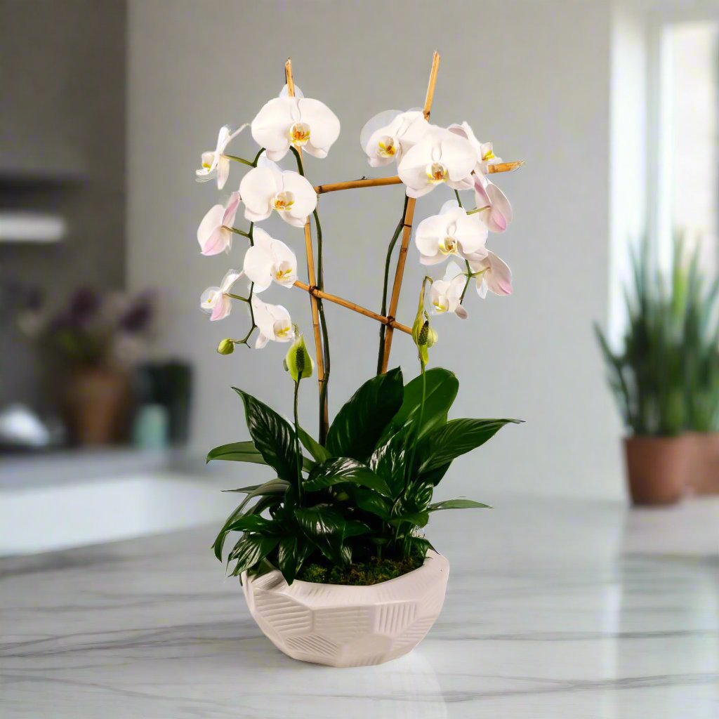 Peaceful Orchid Planting - Green Fresh Florals + Plants