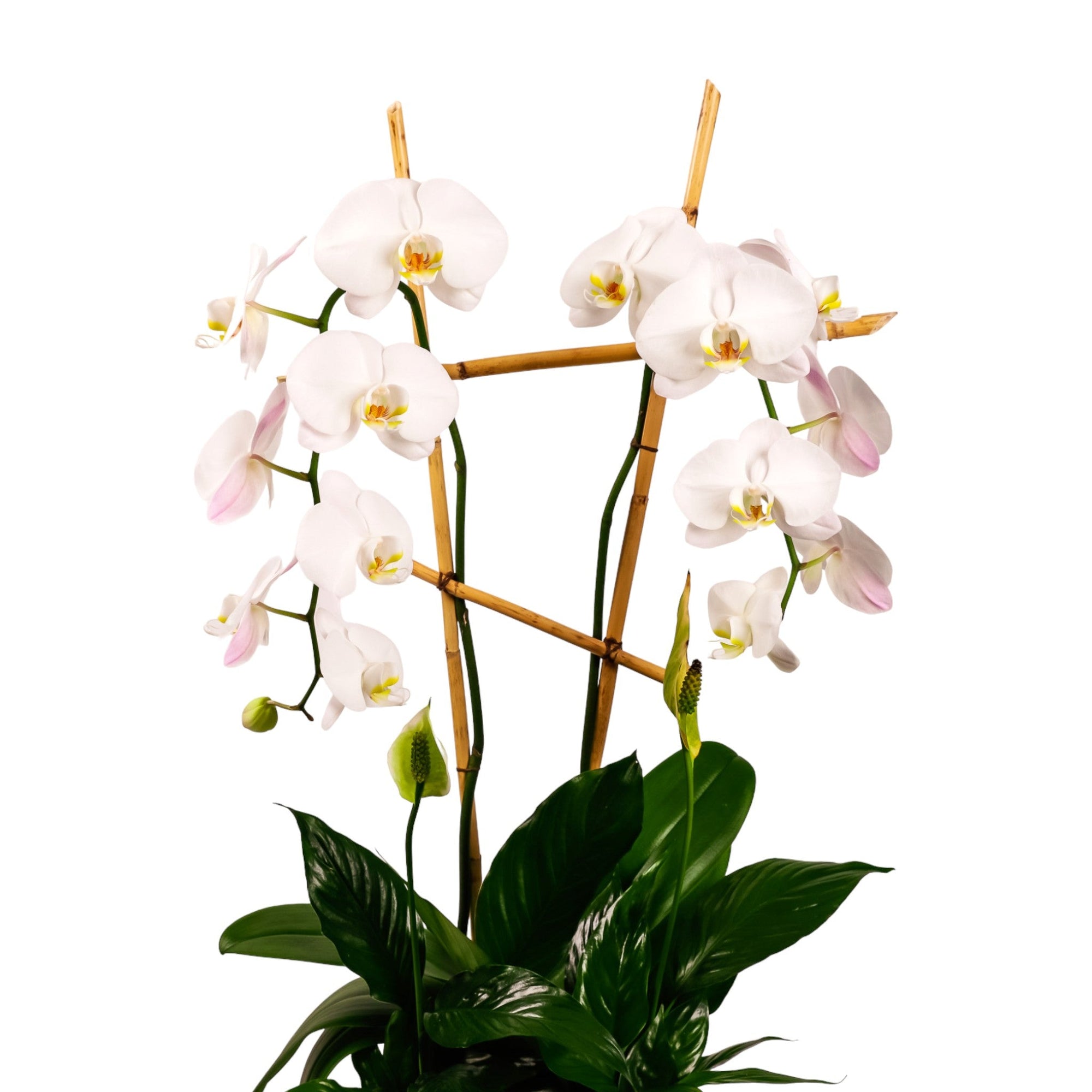 Peaceful Orchid Planting - Green Fresh Florals + Plants