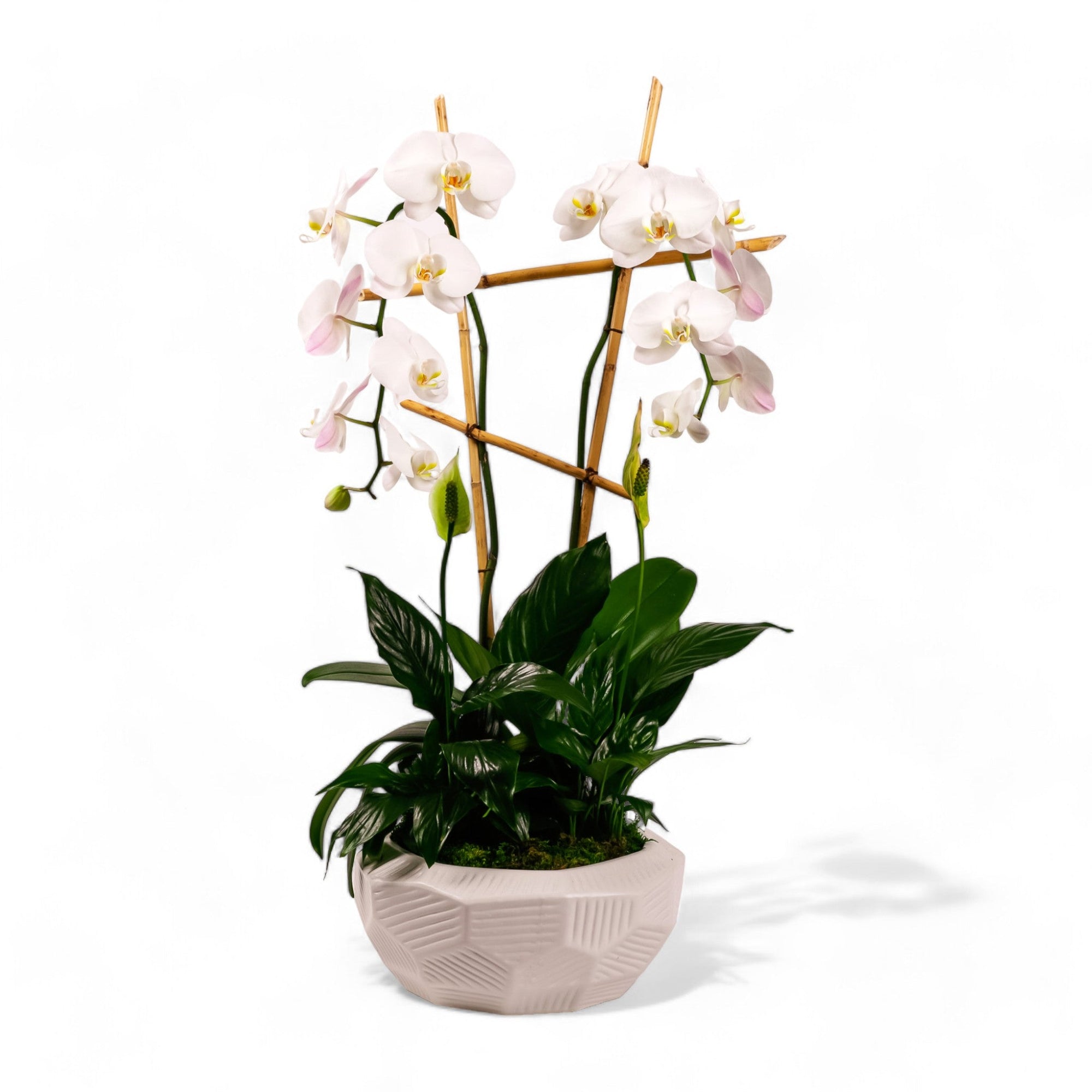 Peaceful Orchid Planting - Green Fresh Florals + Plants