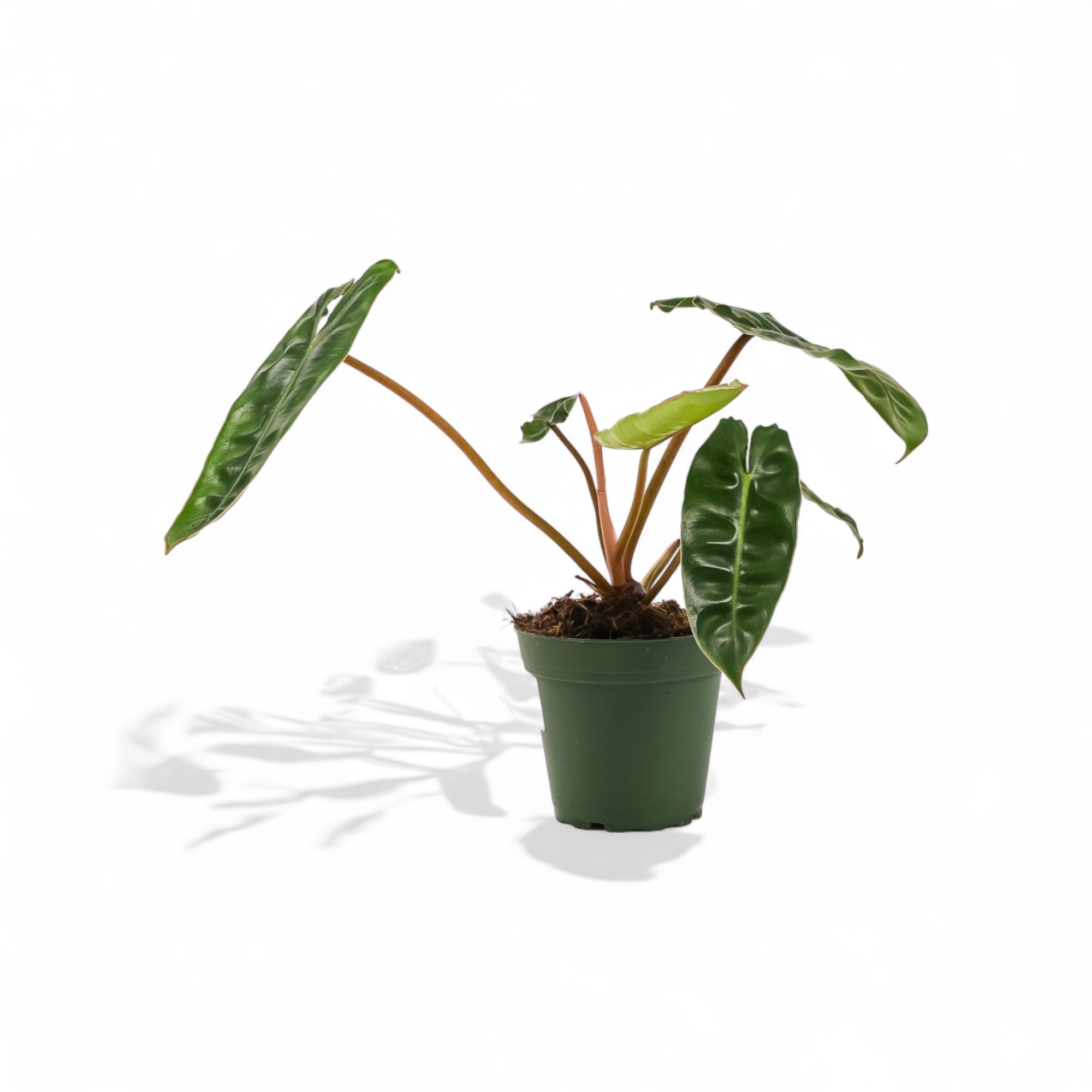 Philodendron Billetae - Green Fresh Florals + Plants