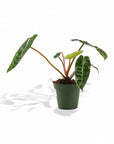 Philodendron Billetae - Green Fresh Florals + Plants