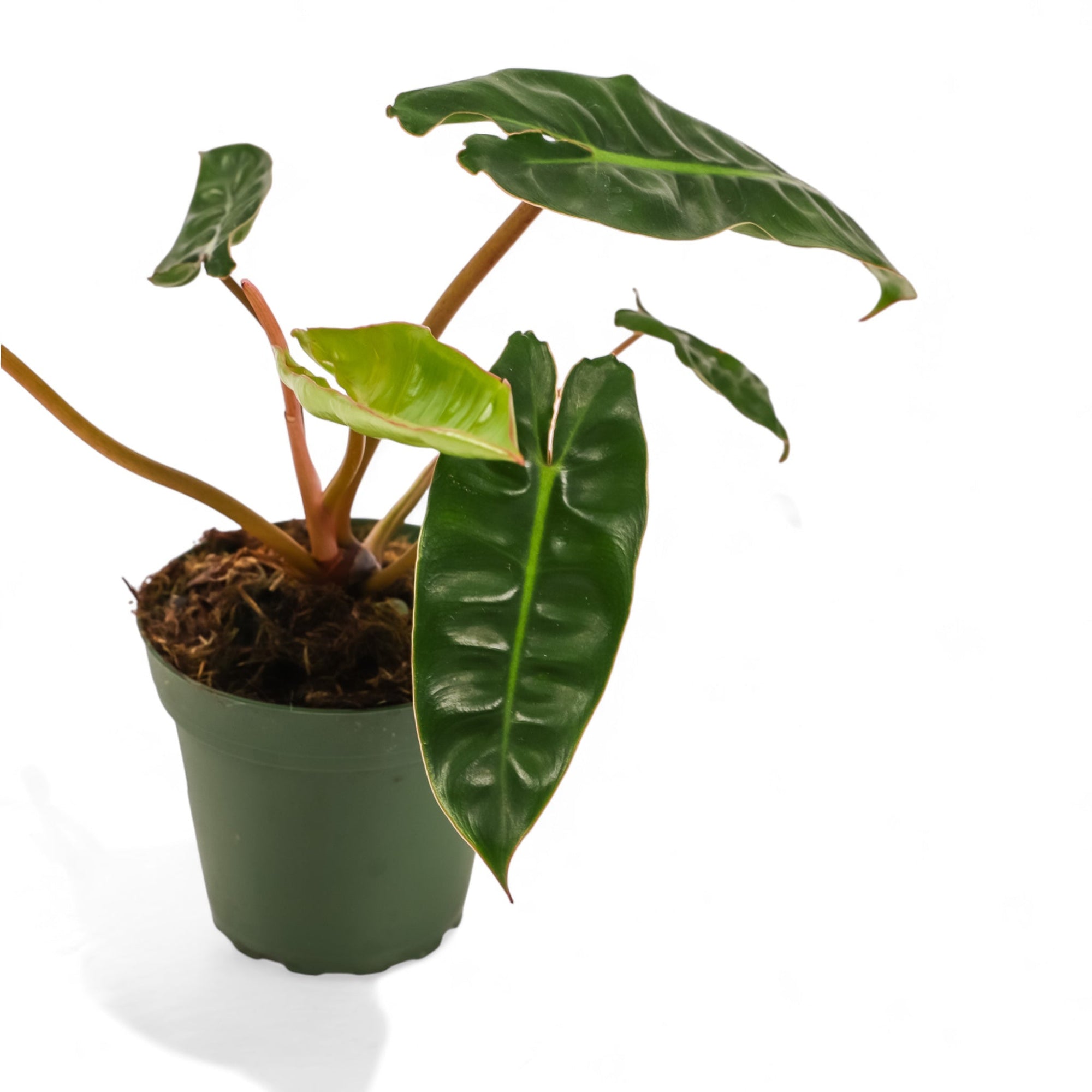 Philodendron Billetae - Green Fresh Florals + Plants