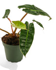 Philodendron Billetae - Green Fresh Florals + Plants