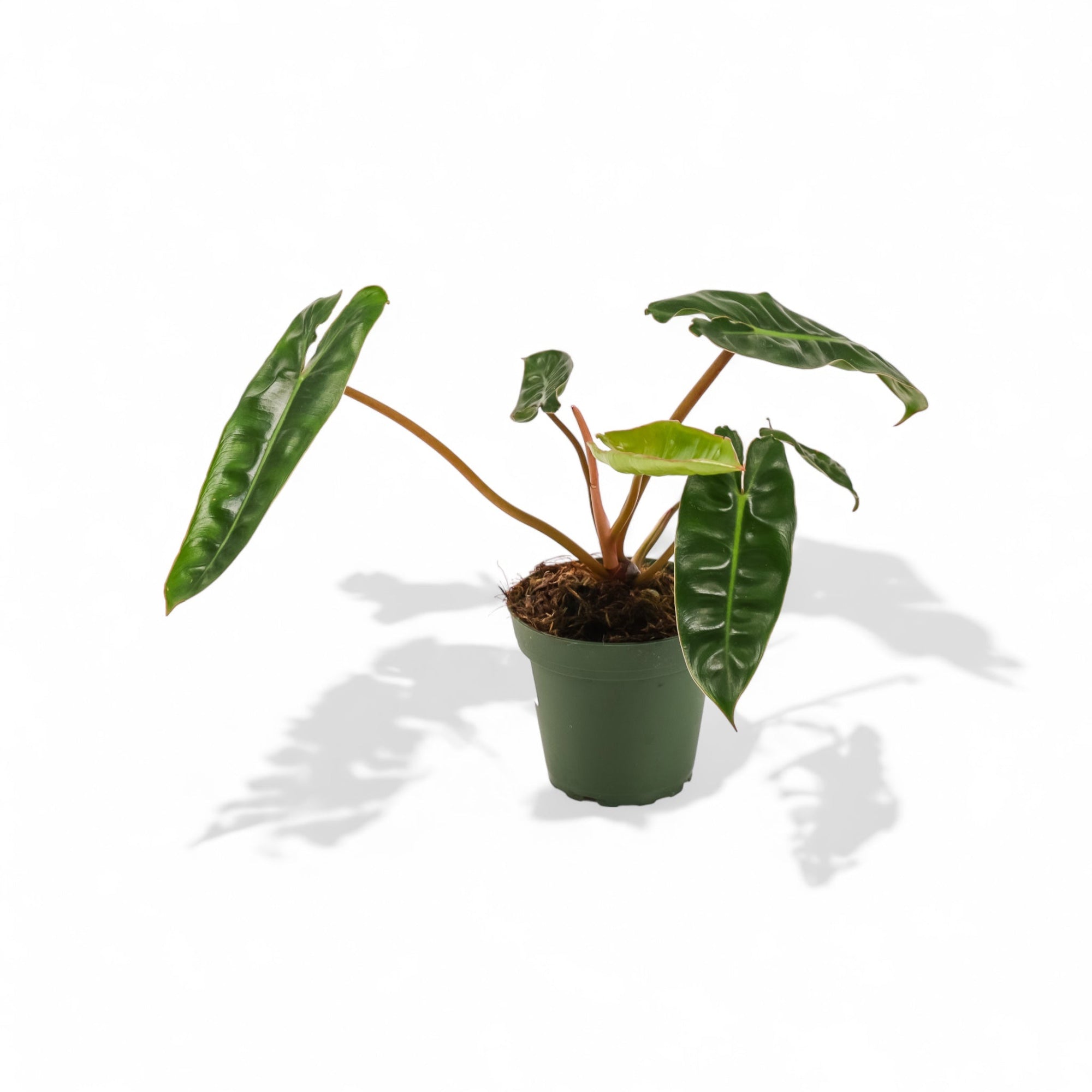 Philodendron Billetae - Green Fresh Florals + Plants