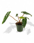 Philodendron Billetae - Green Fresh Florals + Plants