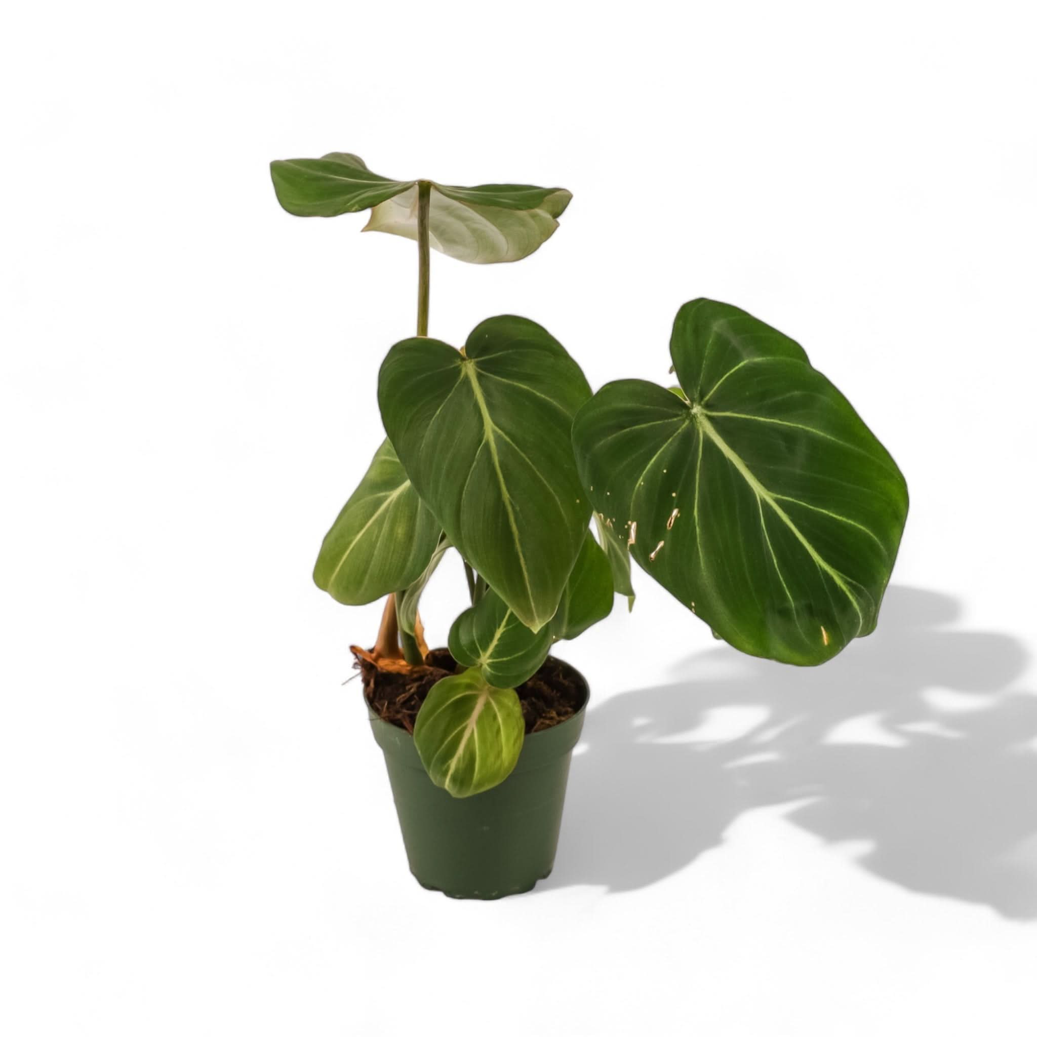 その他観葉植物 Philodendron gloriosum 'Radiante' Philodendron Gloriosum – Aroid Market
