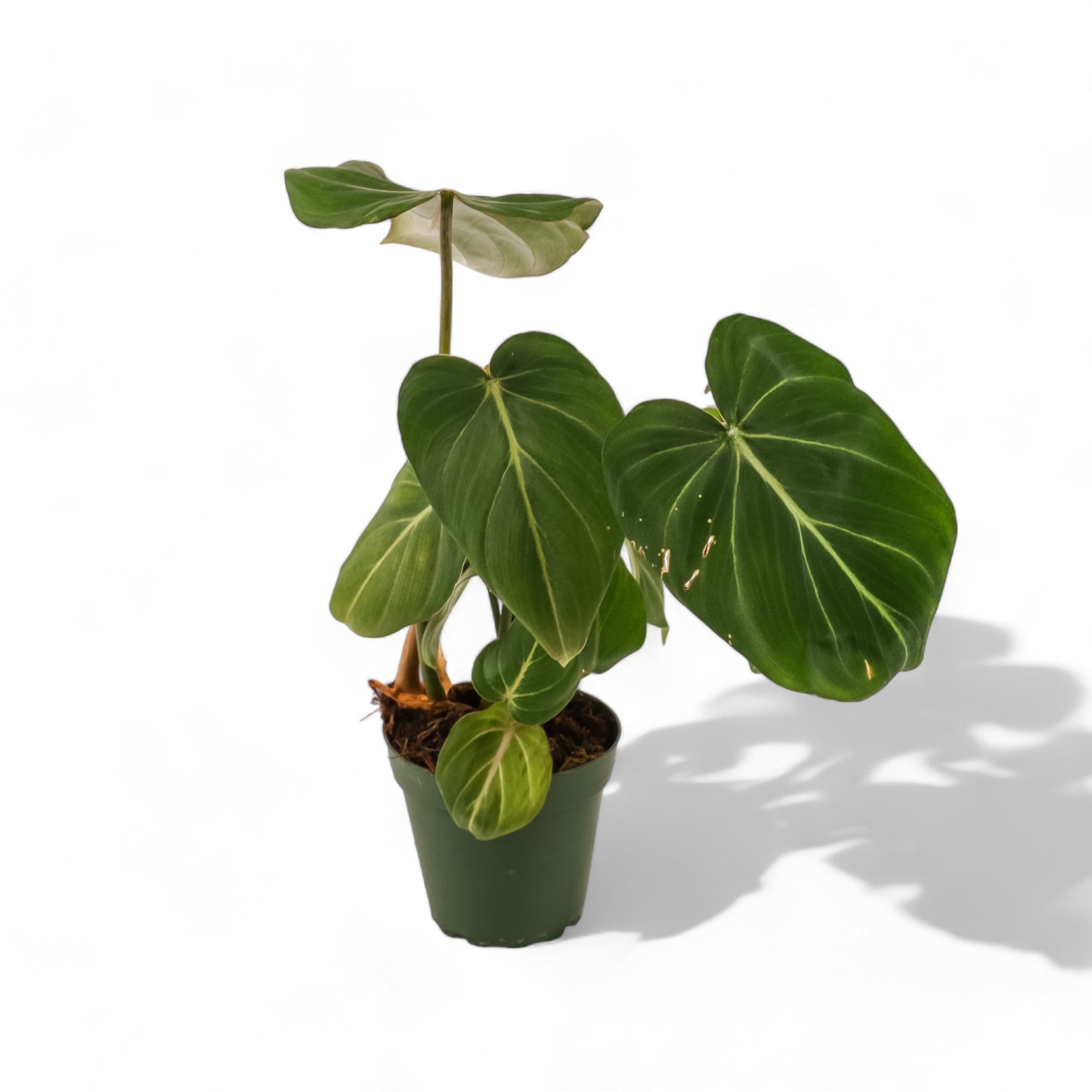 Philodendron Gloriosum - Green Fresh Florals + Plants