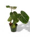 Philodendron Gloriosum - Green Fresh Florals + Plants