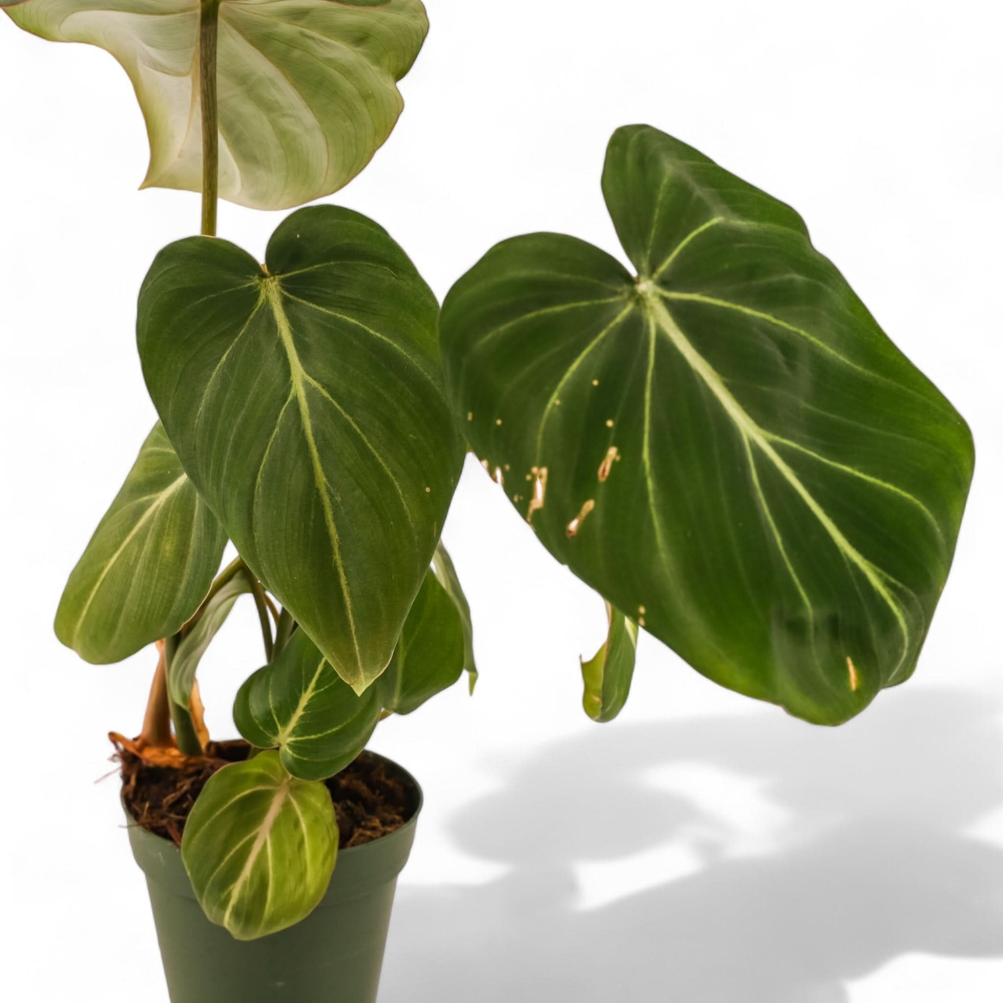 モンステラ・ポトス Philodendron gloriosum 'Radiante' Gloriosum Philodendron | Plant Addicts