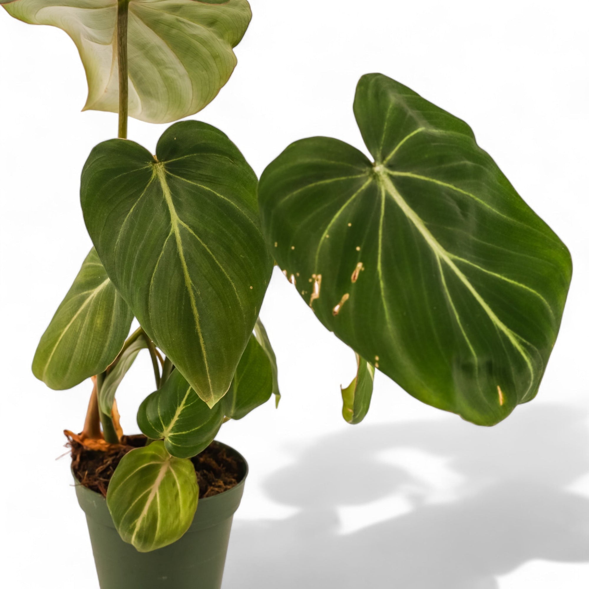 Philodendron Gloriosum - Green Fresh Florals + Plants