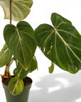 Philodendron Gloriosum - Green Fresh Florals + Plants