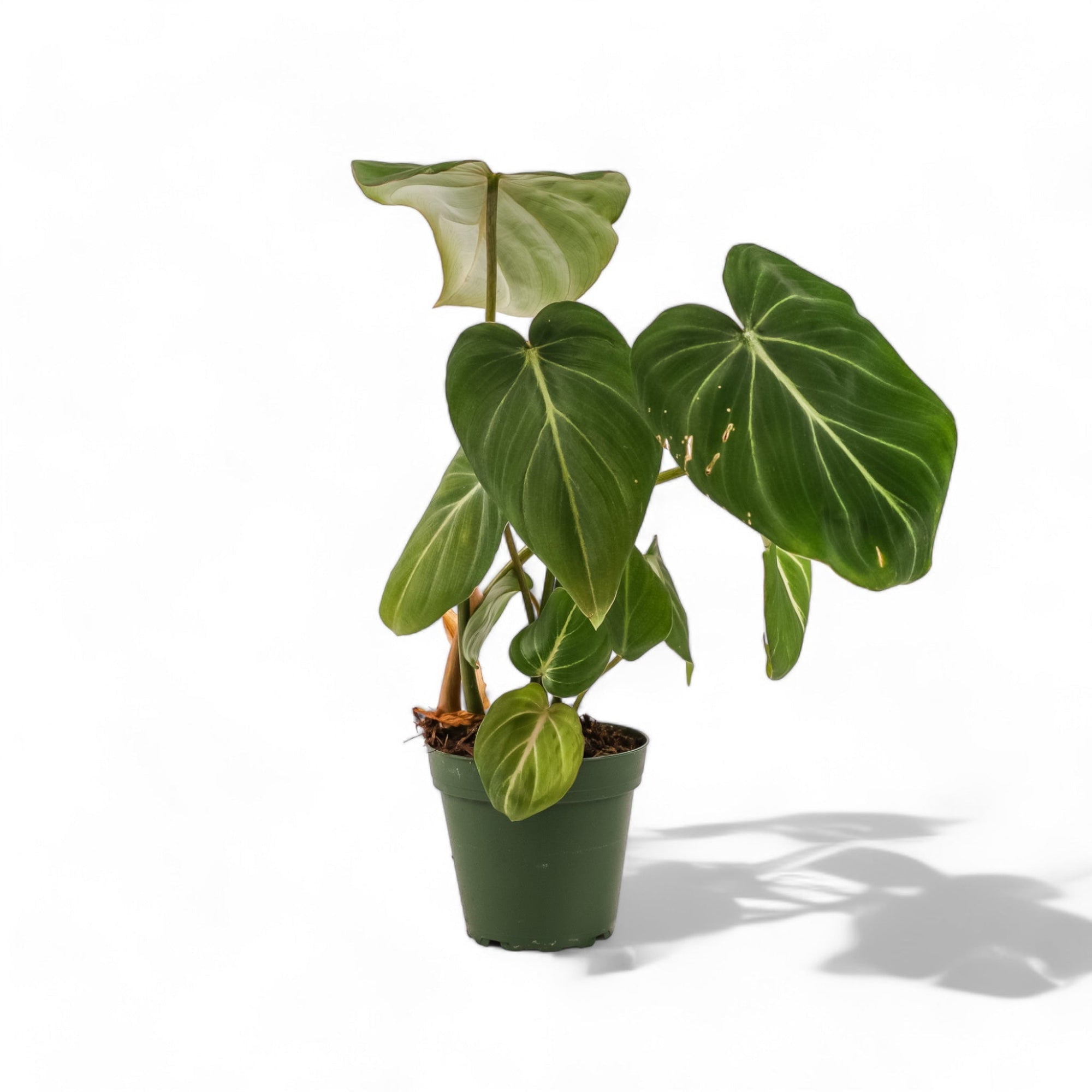 Philodendron Gloriosum - Green Fresh Florals + Plants