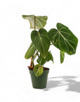 Philodendron Gloriosum - Green Fresh Florals + Plants