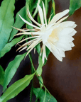 Queen of the Night Epiphyllum - Green Fresh Florals + Plants