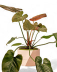 Rift Pot - Green Fresh Florals + Plants