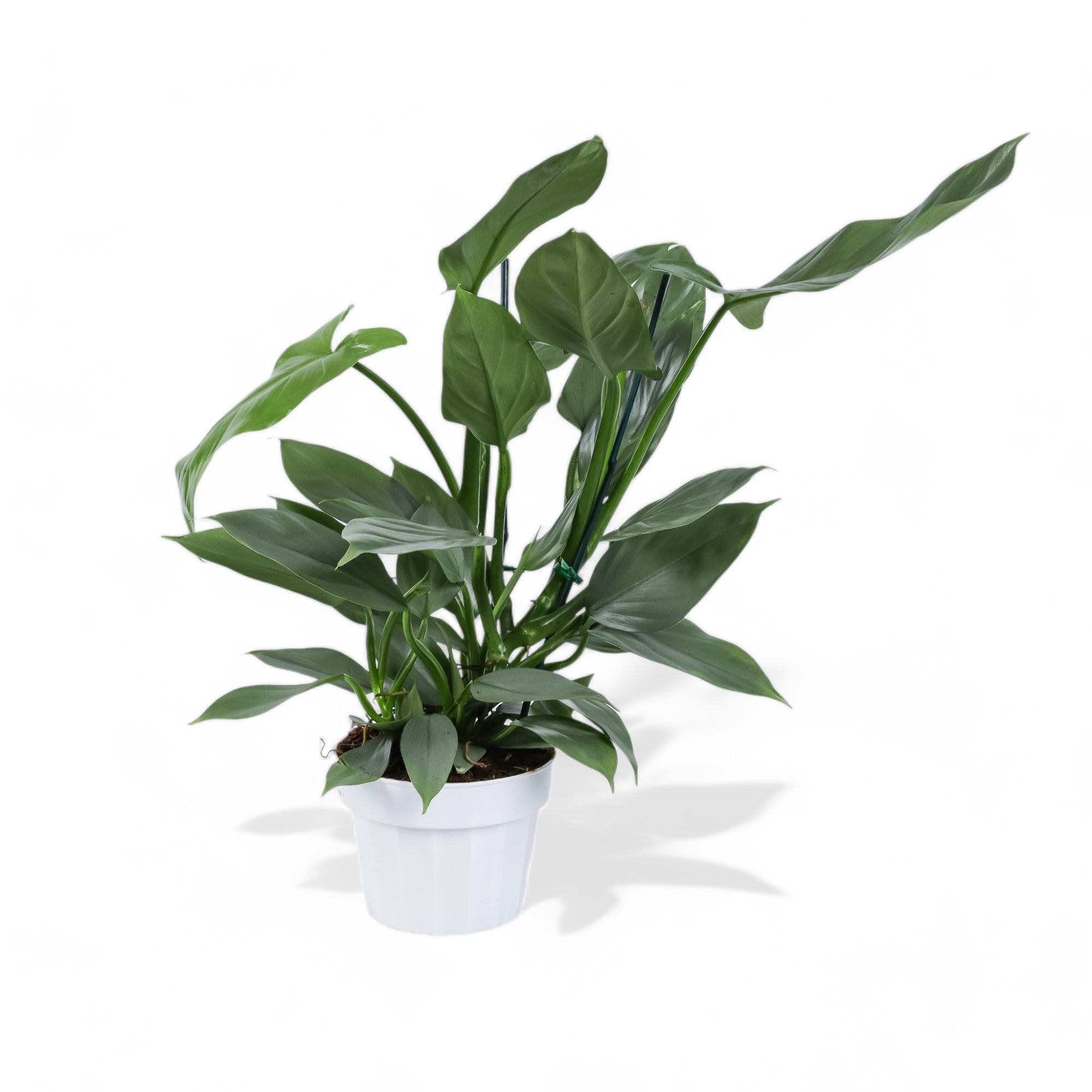Silver Sword Philodendron - Green Fresh Florals + Plants