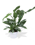 Silver Sword Philodendron - Green Fresh Florals + Plants