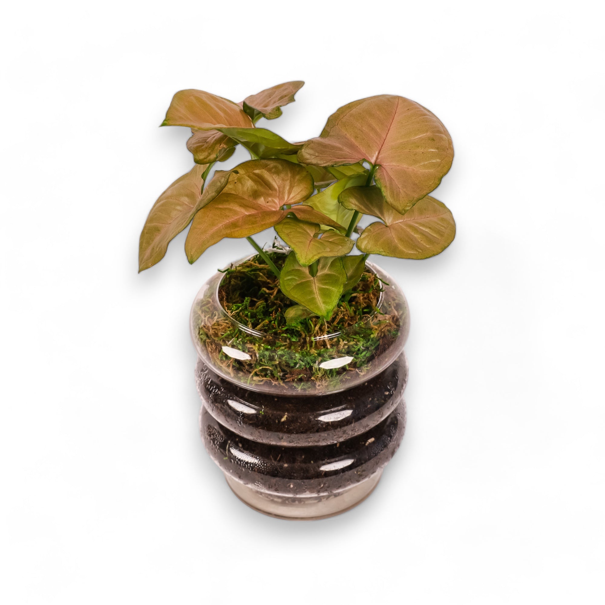 Stacked Rings Glass Pot with Saucer - Green Fresh Florals + Plants