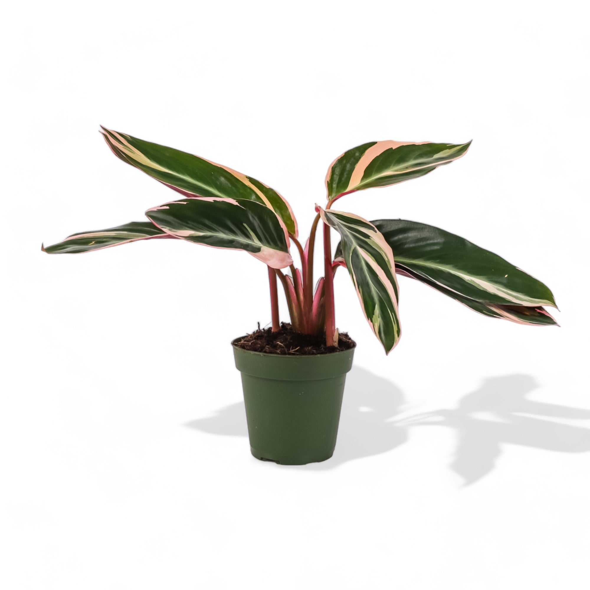 Stromanthe Calathea Triostar - Green Fresh Florals + Plants