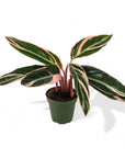 Stromanthe Calathea Triostar - Green Fresh Florals + Plants