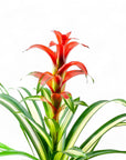 Tropical Bromeliad Planting - Green Fresh Florals + Plants