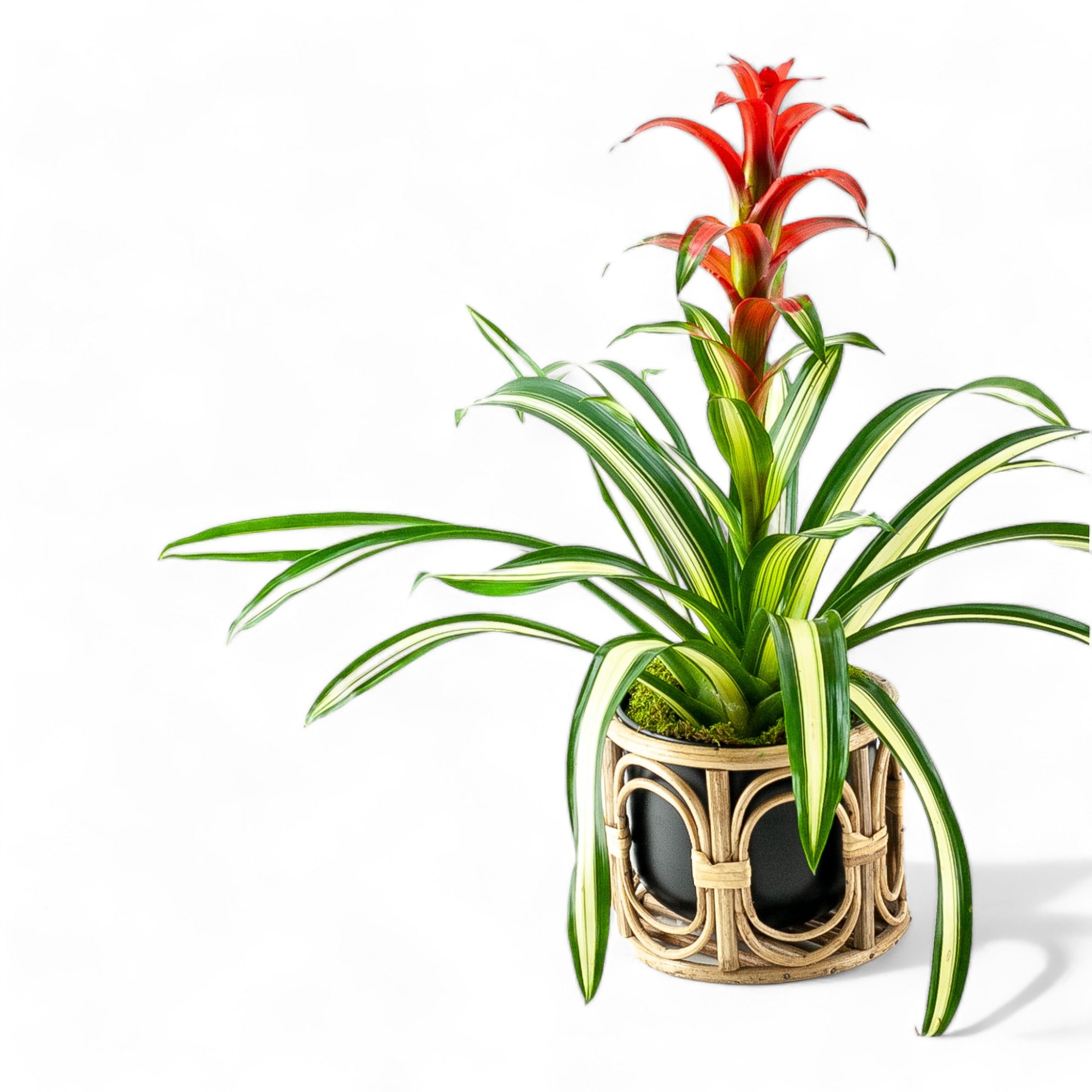 Tropical Bromeliad Planting - Green Fresh Florals + Plants