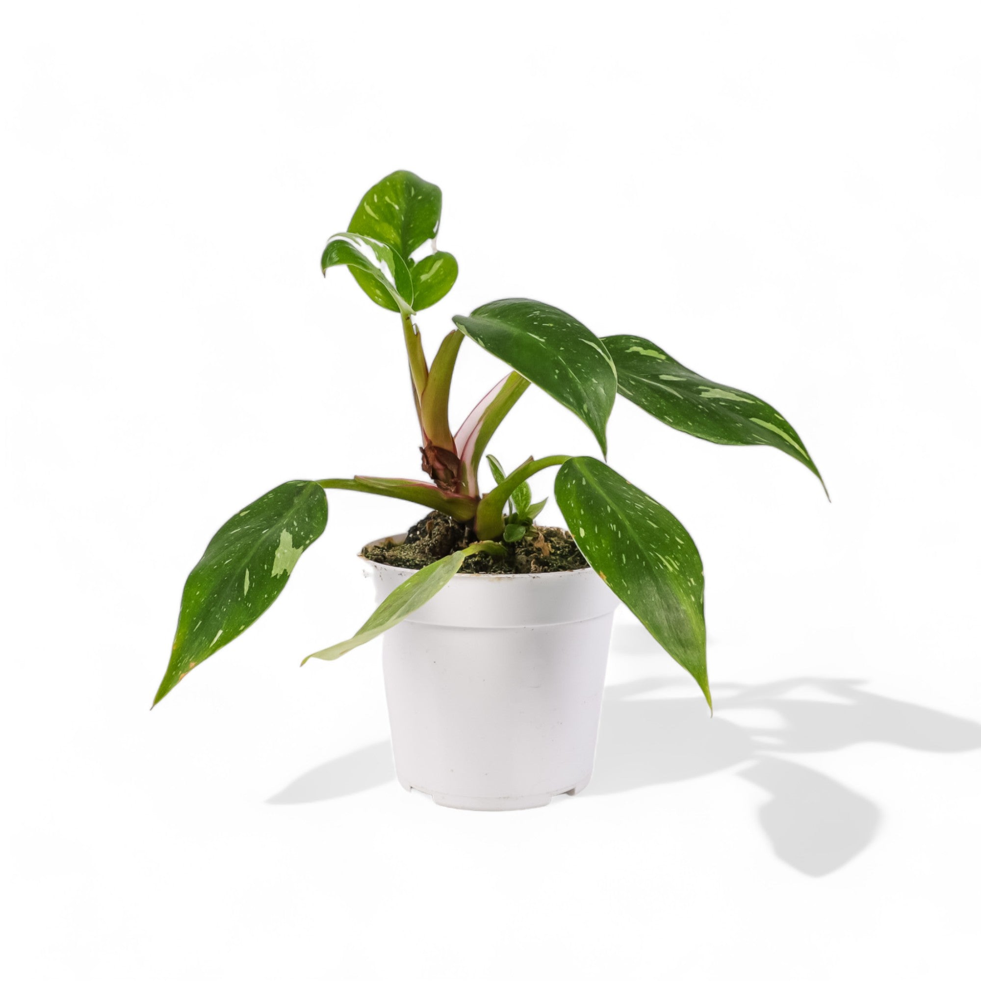 White Wizard Philodendron - Green Fresh Florals + Plants