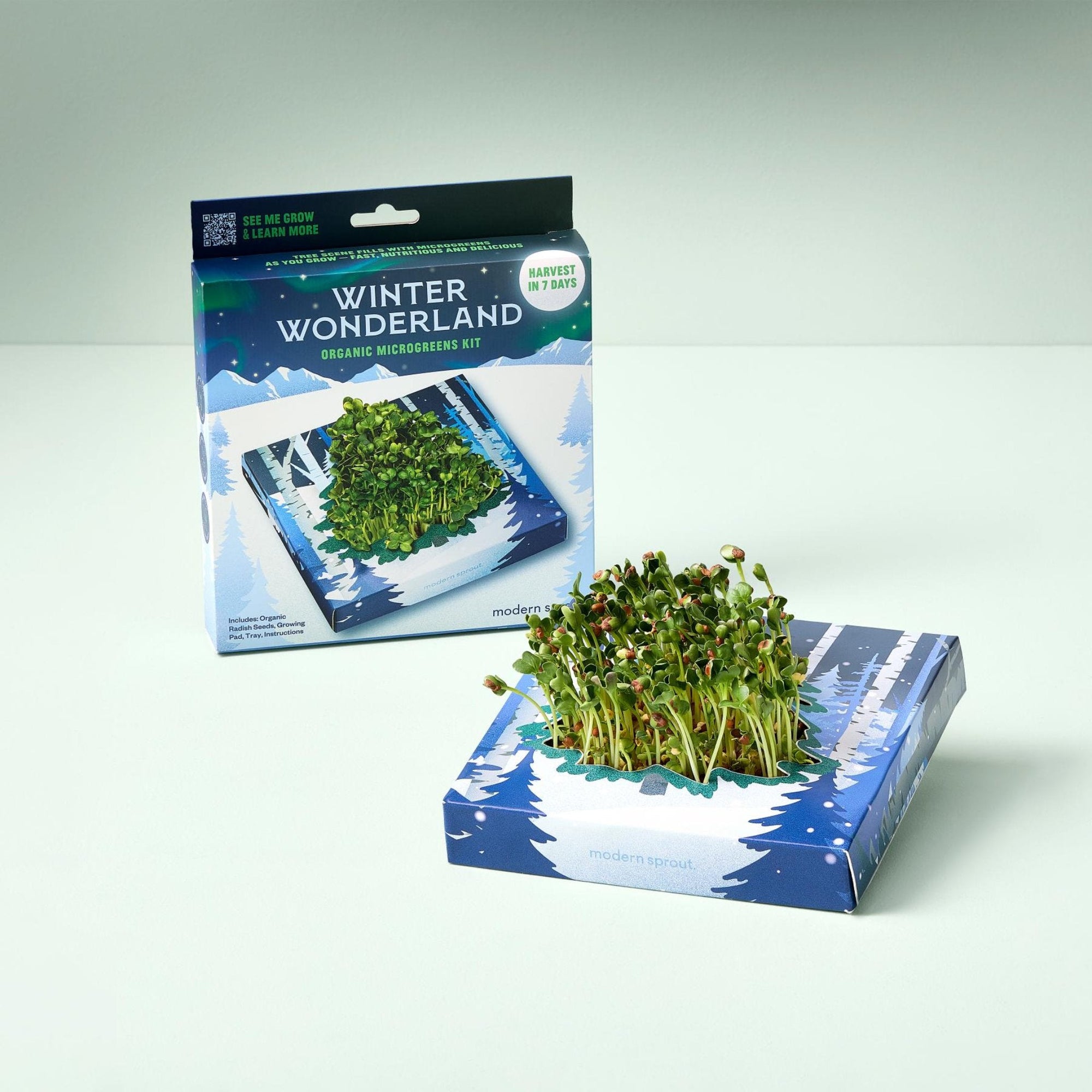 Winter Wonderland Microgreens Kit - Green Fresh Florals + Plants