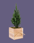 Woodland European Evergreen - Green Fresh Florals + Plants