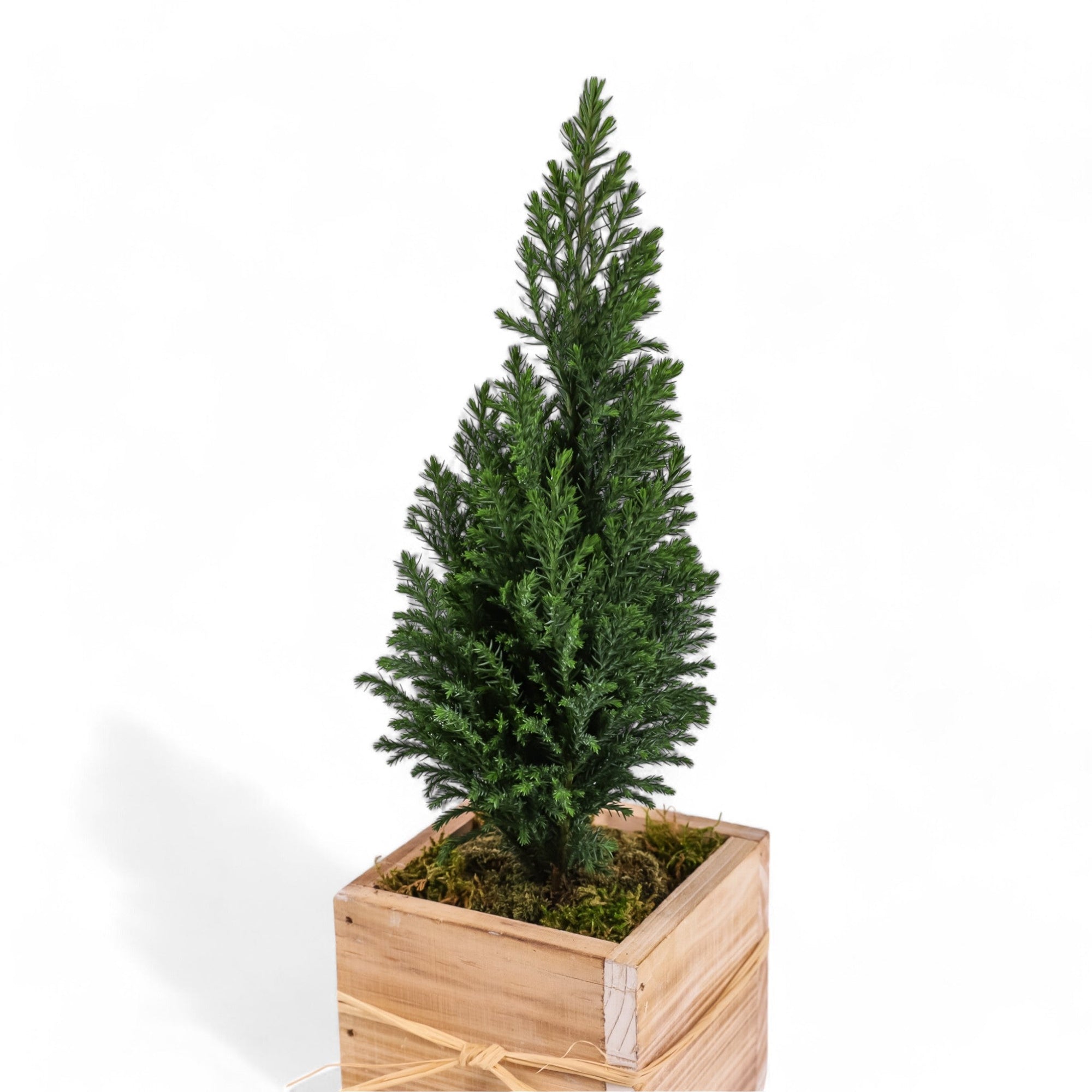 Woodland European Evergreen - Green Fresh Florals + Plants