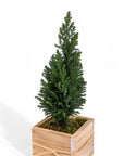 Woodland European Evergreen - Green Fresh Florals + Plants