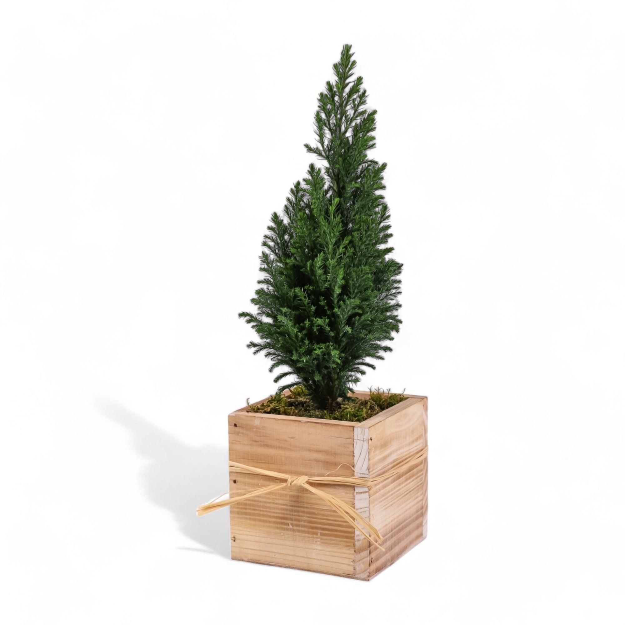 Woodland European Evergreen - Green Fresh Florals + Plants