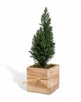 Woodland European Evergreen - Green Fresh Florals + Plants