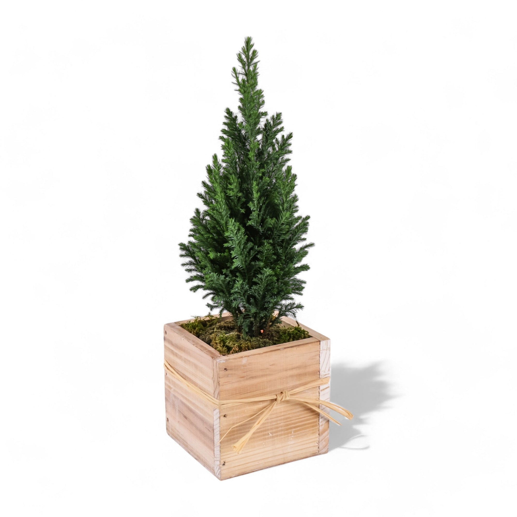 Woodland European Evergreen - Green Fresh Florals + Plants