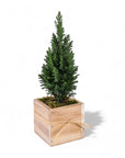 Woodland European Evergreen - Green Fresh Florals + Plants