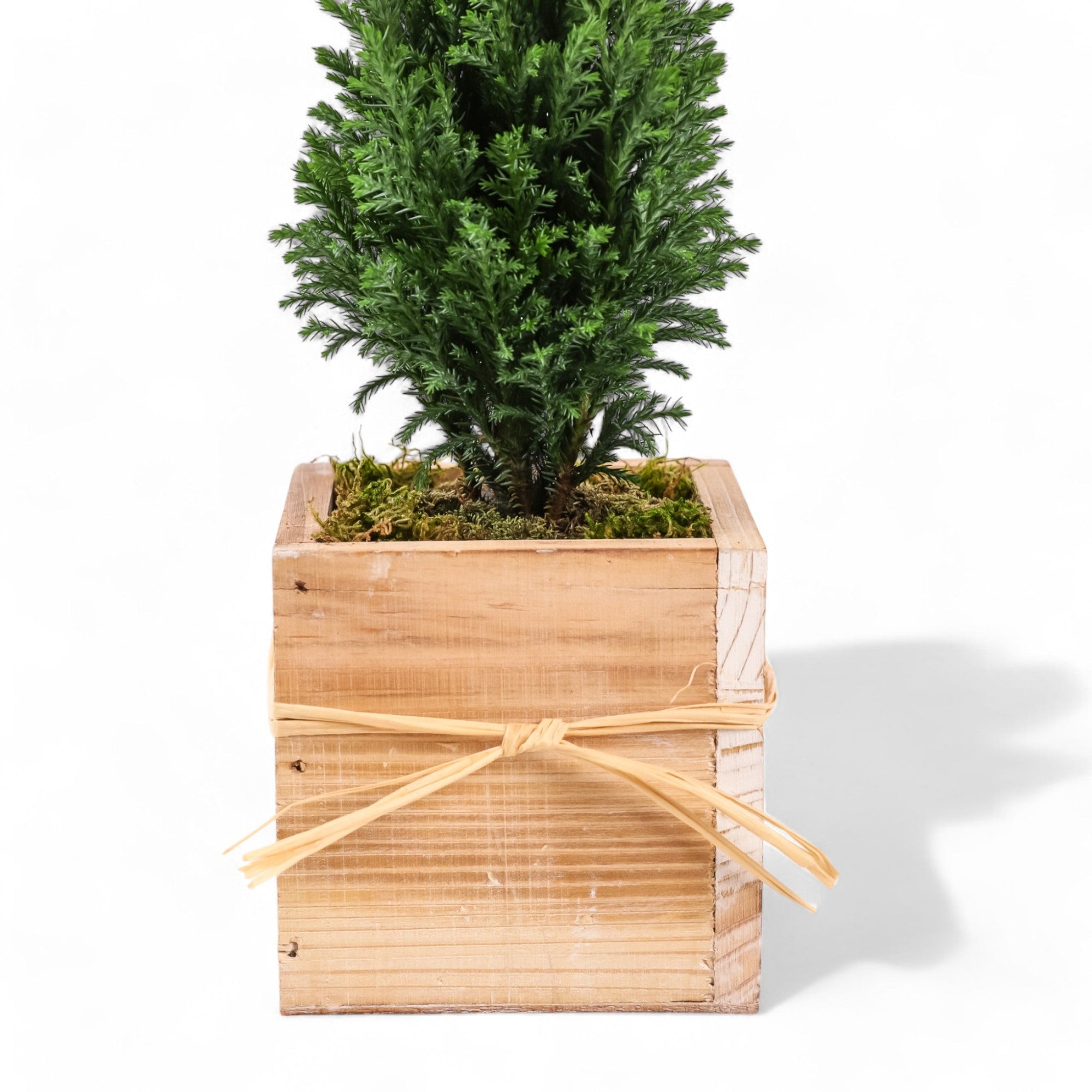 Woodland European Evergreen - Green Fresh Florals + Plants