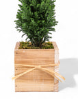 Woodland European Evergreen - Green Fresh Florals + Plants