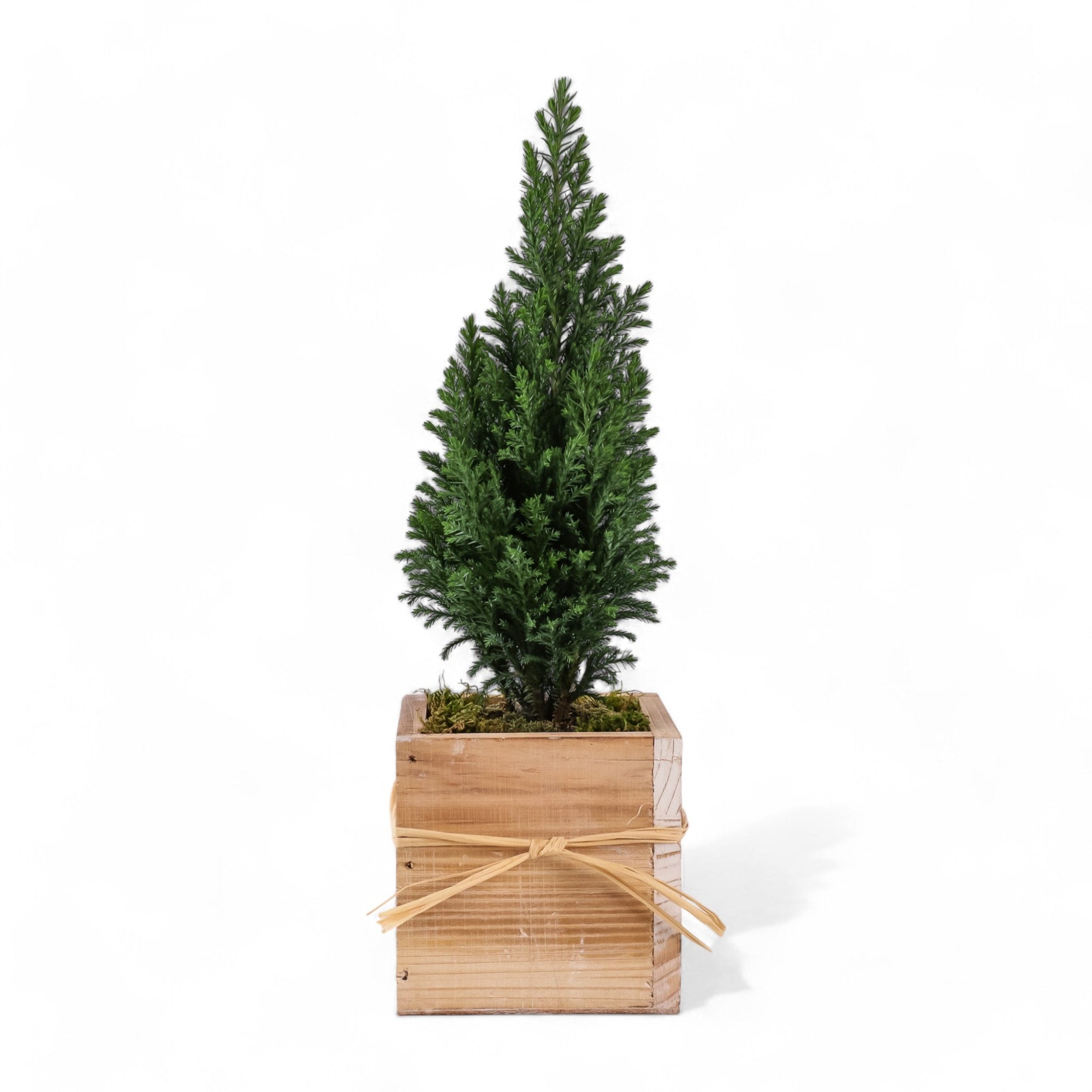 Woodland European Evergreen - Green Fresh Florals + Plants